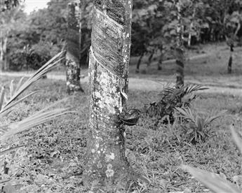 (AFRICA--OIL) Album entitled Africa, 1953 with 50 photographs documenting an apparent 12,000-mile reconnaisance trip around the contine